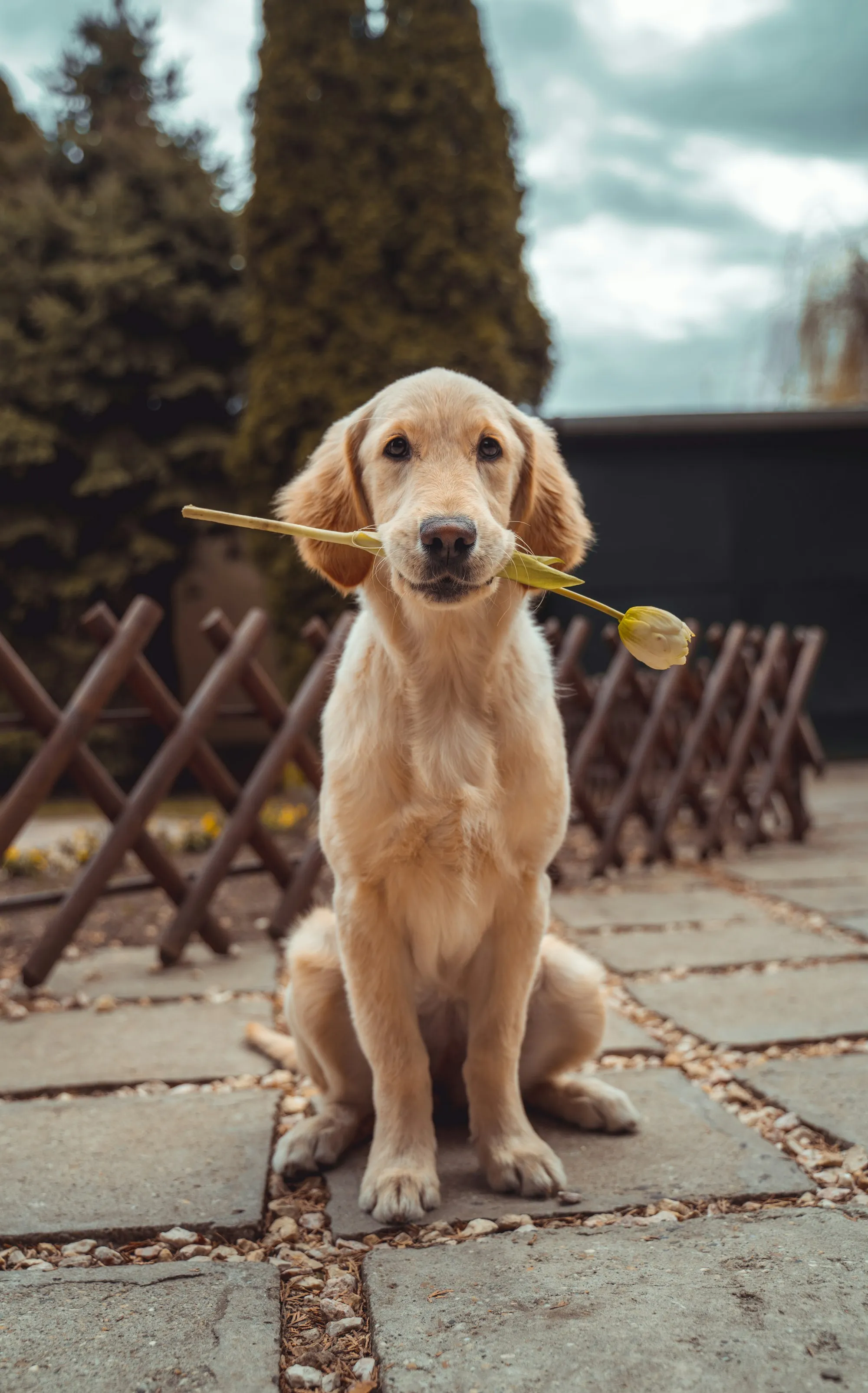 A golden retriever puppy